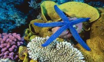 1155 | Etoile de mer - Les récifs de corail Australiens abritent cette étoile de mer, d'une couleur bleu intense étonnante.