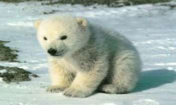 1166 | Ourson polaire - petit ourson polaire attend impatiemment que sa maman lui apporte son repas !!!!