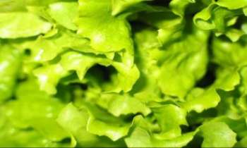 1167 | Salade - Après les framboises et les oranges, ..... voici la salade. De quoi se régaler ....