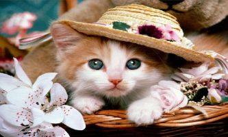 puzzle Rêve de chat, Quand on vit auprès des humains, c'est un rêve de pouvoir leur montrer, le temps d'une photo...que les chapeaux nous vont tout aussi bien qu'à eux !