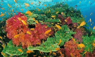puzzle Vue sous-marine, La couleur ne manque pas dans les fonds marins...les petits poissons non plus !!