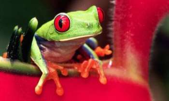 1228 | Grenouille - Que peut donc bien guetter cette curieuse grenouille ? 