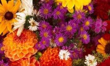 1233 | Fleurs en symbiose - Force et délicatesse réunies dans cet heureux mariage de fleurs aux couleurs variées.