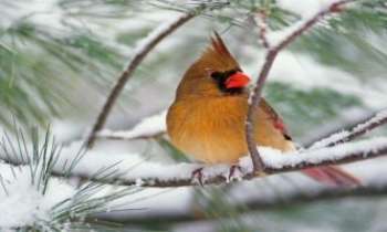 1234 | Oiseau sur la branche - Si seulement nous avions des plumes légères pour nous protéger du froid comme cet oiseau !... nous pourrions nous aussi passer l'hiver assis sur une branche.