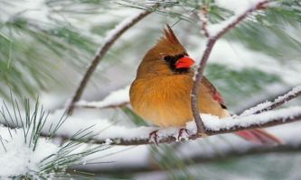 puzzle Oiseau sur la branche, Si seulement nous avions des plumes légères pour nous protéger du froid comme cet oiseau !... nous pourrions nous aussi passer l'hiver assis sur une branche.