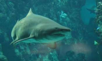 1252 | Requin blanc - Même dans un aquarium à Brest en Bretagne : ce requin n'en demeure pas moins terrifiant...mais fascinant aussi. 