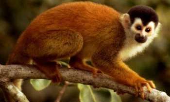 1257 | Singe écureuil - Ce singe, souvent vendu comme animal de compagnie...se déplace peu au sol dans la nature...C'est le singe qui a le plus gros cerveau par rapport à sa taille, c'est aussi le premier à avoir voyagé dans l'espace.