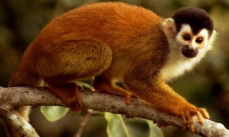 puzzle Singe écureuil, Ce singe, souvent vendu comme animal de compagnie...se déplace peu au sol dans la nature...C'est le singe qui a le plus gros cerveau par rapport à sa taille, c'est aussi le premier à avoir voyagé dans l'espace.