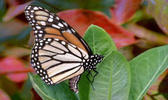 puzzle Le Monarque, Le Monarque est le plus grand des papillons diurnes. Lors de leurs  migrations d'Amérique du Nord vers le Mexique (5000km) on peut les confondre avec un vol d'oiseaux migrateurs. Très reconnaissable, il est en quelque sorte l'archétype des lépidoptères.