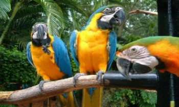 1316 | Trio de Perroquets - Les perroquets Ara recouvrent une large espèce d'origine tropicale, aux couleurs les plus variées et étonnantes, jusqu'à l'ara noir ou gris perle. Les Araunas (bleu/jaune) au large poitrail sont cependant les plus répandus. Les aras ne sont pas tous susceptibles de reproduire des sons, seules quelques espèces en sont capables.