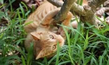 1397 | Chat perché - Venez me rejoindre : si vous saviez comme c'est bon de se faire gratouiller le museau par un brin d'herbe folle tout en jouant à chat perché !