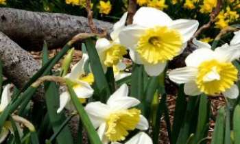 1320 | Jonquilles blanches - En forêt... comme ici, ...dans les champs, les jardins, en frais bouquets...difficile de résister à la finesse de ces fleurs éphémères et fragiles annonciatrices du printemps.