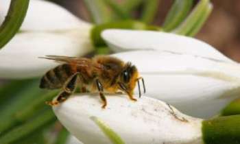 1325 | Crocus et Abeille - Cette abeille pressent l'éclosion imminente de ces crocus printaniers : elle entend bien être la première à les butiner...