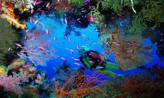 puzzle Iles Fidji, Les récifs de corail des îles Fidji abritent une faune remarquable. Le rêve ultime de tout amateur ou professionnel de l'exploration sous-marine. 
