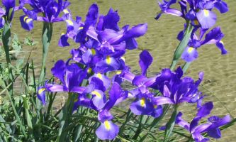 puzzle Iris sauvages, Les iris sauvages poussent au printemps, souvent au bord des étangs. Il suffit d'un souffle de vent passager pour qu'ils s'animent, de vaguelettes soudaines pour les étangs, de mouvements à la grâce de papillons virevoltants pour les corolles des iris.