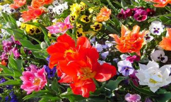 puzzle Fleurs Variées, Un heureux mélange de fleurs, où les pensées, pour petites qu'elles soient, savent ne pas se faire oublier !