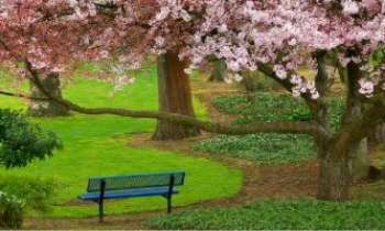 1373 | Parc en Fleurs - Le printemps n'a pas de meilleur ambassadeur que le cerisier en fleurs pour le représenter. Ici, un cerisier séculaire étend ses bras chargés de fleurs dans le parc Evergreen à Washington.  