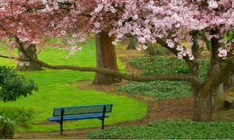 puzzle Parc en Fleurs, Le printemps n'a pas de meilleur ambassadeur que le cerisier en fleurs pour le représenter. Ici, un cerisier séculaire étend ses bras chargés de fleurs dans le parc Evergreen à Washington.  