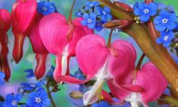 1381 | Myosotis & Dicentra - La Dicentra, ou "Coeur de Marie" (originaire du Japon) dont les grappes se balancent au-dessus d'un parterre de myosotis : une délicate combinaison de formes et de couleurs, qui enchante les jardins.