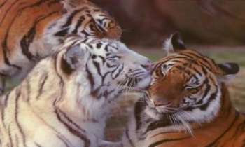 1388 | Trois amis - Tigre blanc, tigres roux...une belle démonstration de bonheur et d'amitié partagée chez ces trois félins.