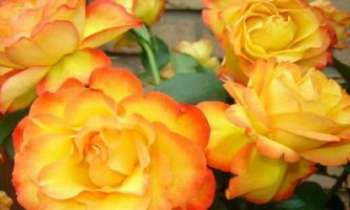 1395 | Roses demi-ton - Roses jaune or rehaussées de touches rouge orangé pour mieux afficher leur fraîcheur et leur éclat.