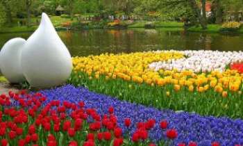 1399 | Tulipes et Jacinthes - Le Printemps au Keukenhof garden en Hollande, immense parc de détente et de fleurs, sur plusieurs hectares : une sublimation en soi de cette saison...et de la fameuse tulipe de Hollande...aussi.