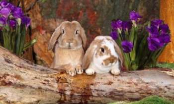 1402 | Lapins béliers nains - Deux étranges petits lapins tout étonnés entourés d'iris. Les lapins béliers nains, très caractéristiques avec leurs oreilles pendantes, font de charmants animaux de compagnie. 
