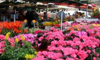 1406 | Marché - Paris - Le marché aux fleurs de la rue Monge à Paris, près du quartier estudiantin du 5ème. Ces marchés sont aussi bien fréquentés par les professionnels que par les passants. Ces derniers y trouvent leur compte : fleurs fraîches et joie de pouvoir créer ses bouquets.