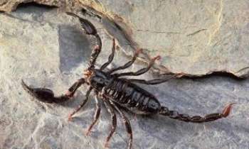 1408 | Scorpion - Il vaut mieux que ce scorpion qui se réchauffe au soleil ne soit pas dans votre jardin !