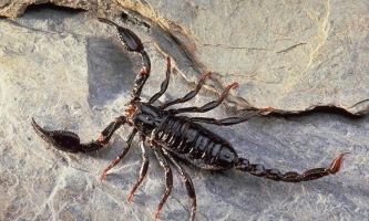 puzzle Scorpion, Il vaut mieux que ce scorpion qui se réchauffe au soleil ne soit pas dans votre jardin !