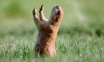puzzle Marmotte, Une marmotte, tout juste sortie d' hibernation, redécouvre avec volupté la joie du soleil.