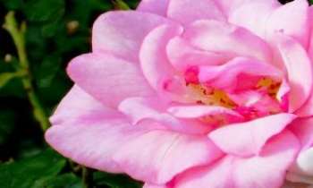 1466 | Pétales roses - Romantisme rétro pour cette petite fleur de buisson, où toutes les nuances de roses du plus délicat au plus profond nous sont offertes.
