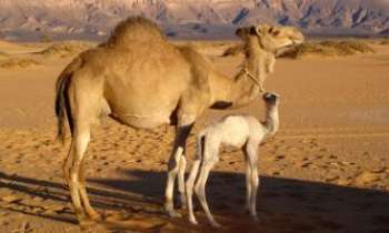 1428 | Dromadaires - Les dromadaires n'ont qu'une bosse - Les chameaux en ont deux. Quoiqu'il en soit, rien de plus touchant que la fragilité de cette mère et de son petit dans l'immensité du désert.