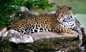 puzzle Jaguar, Le jaguar est souvent confondu avec le léopard pour les formes en rosette des taches de leurs robes. Cet animal sans prédateur dans la nature a pourtant failli disparaître dans les années 60/70...les belles et riches élégantes de l'époque étant prêtes à tout pour se couvrir de leur peau. Des milliers furent ainsi abattus. C'est l'unique grand félin que l'on rencontre sur le continent américain. 