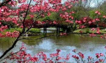 1441 | Jardin Japonais - Le Missouri Garden, aux USA, est à la fois réputé mondialement en tant qu'Institut de recherche et de préservation en botanique, et pour ses merveilleux parcs et jardins, accessibles au public, en particulier au Printemps lors de la floraison des espèces d'origine japonaise.