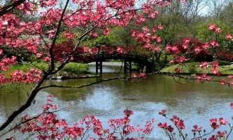 puzzle Jardin Japonais, Le Missouri Garden, aux USA, est à la fois réputé mondialement en tant qu'Institut de recherche et de préservation en botanique, et pour ses merveilleux parcs et jardins, accessibles au public, en particulier au Printemps lors de la floraison des espèces d'origine japonaise.