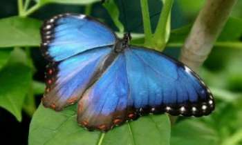 1442 | Papillon Bleu - Une espèce endémique en Nouvelle-Calédonie. De la poussière de ciel sur les ailes pour éblouir la forêt.
