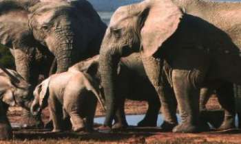 1447 | Troupeau d'Eléphants - Un immense risque pris par le photographe pour nous permettre de nous approcher d'aussi près des femelles veillant sur les éléphantaux. Plutôt pacifiques de nature, leur sens de la famille quand il s'agit des petits peut les rendre très dangereuses si elles ne se sentent pas en confiance. 