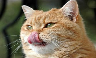 puzzle Le chat donne sa langue, ...on ne donne plus sa langue au chat : eux aussi ont appris à le faire ! 