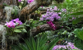 puzzle Orchidées - Habitat, Le Missouri Botanical Garden propose chaque année un concours des plus belles orchidées, réputé et de haut niveau, dont les récompenses sont très recherchées autant que prisées. Ici, une partie du biotope naturel des orchidées, reproduit dans les jardins de cet institut de recherche, où se déroule ce concours.  