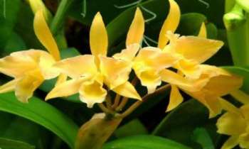 1492 | Cattleya - La Cattleya "Confetti" : une orchidée d'or pur aux flammèches de rayons de soleil.