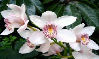 1494 | Phalaenopsis - Probablement la plus connue et appréciée dans les appartements, l'orchidée Phalaenopsis, ou ..."Phylaenopsissimo" ici. Elle demande de nombreux soins en serre et beaucoup de patience, mais s'adapte bien à tous les climats, en particulier la chaleur des intérieurs.