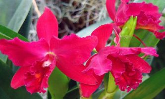 puzzle Potinara, L'orchidée Potinara "Sweetheart" - Sa couleur profonde et flamboyante, d'une beau rouge franc, la rend la préférée des amoureux.