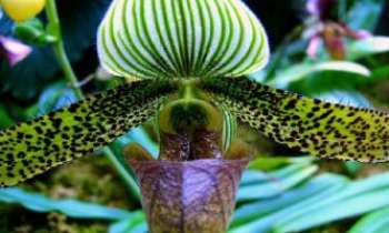 1507 | Orchidée - L'orchidée Paphiopedilum "Saiun" - Son étonnante structure inhabituelle dans le domaine des orchidées de serre, la fait reconnaître entre toutes. Une géométrie parmi les plus intéressantes de la nature.