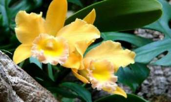 1509 | Orchidée  - Topaz - L'orchidée Brassoleliocattelaya "Topaz" - Une splendide variété de cattelaya, qui porte le nom de son inventeur, aux couleurs de topaze claire, sertie dans un vert profond.