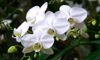1516 | Phalaenopsis Orchidée - L'orchidée Phalaenopsis "Amabilis" - Moins colorée et moins somptueuse que sa cousine du même nom, l'Amabilis est une orchidée rare très appréciée pour sa finesse et la pureté de sa blancheur. 