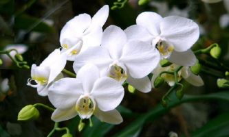puzzle Phalaenopsis Orchidée, L'orchidée Phalaenopsis "Amabilis" - Moins colorée et moins somptueuse que sa cousine du même nom, l'Amabilis est une orchidée rare très appréciée pour sa finesse et la pureté de sa blancheur. 