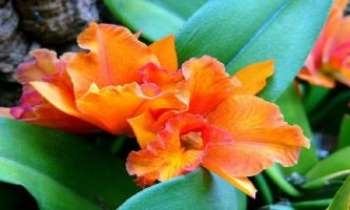 1519 | Belle de Jour - L'orchidée dite "Belle de jour", de couleur orange sur feuilles de vert turquoise : un véritable feu d'artifice pour cette autre surprenante variété.