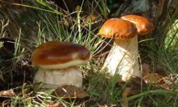 1528 | La saison des champignons - La saison vient de commencer : cèpes et bolets sont au rendez-vous au pied des chênes !
