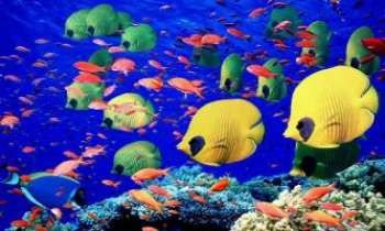 1541 | Sous la Mer Rouge - La Mer Rouge dans le golfe Arabique, offre aux plongeurs professionnels ou touristes amateurs de merveilleuses rencontres sous-marines très colorées, du fait de la faible profondeur et d'un soleil toujours au rendez-vous.